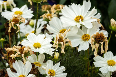 Close-up of white daisy flowers