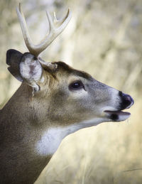 Close-up of deer