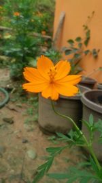 Close-up of yellow flower blooming outdoors