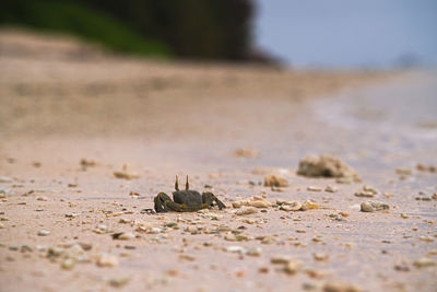 Close-up of crab on sand