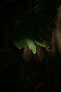 Close-up of leaves