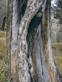 Close-up of tree trunk