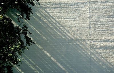 Reflection of trees in water