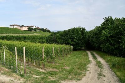 A path between vineyards and hazelnut trees in summer, langhe, piedmont, italy