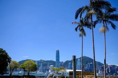 Palm trees against blue sky