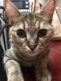 Close-up portrait of a cat