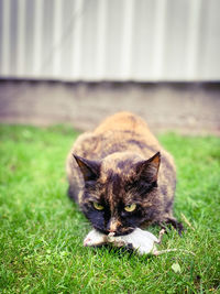 Cat looking away on field