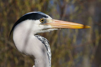 Sided close-up of a grey heron