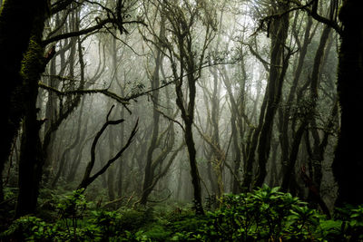 Trees in forest