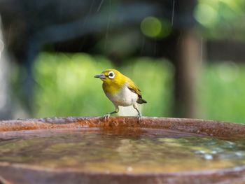 Bird warbling white-eye. bird distinctive white eye-ring and overall yellowish upper parts