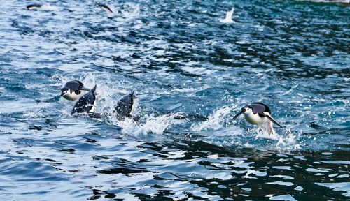 Ducks swimming in sea