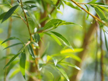 Close-up of fresh green leaves