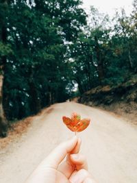 Close-up of hand holding apple against tree