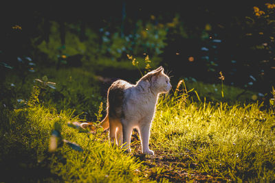 Dog standing in field