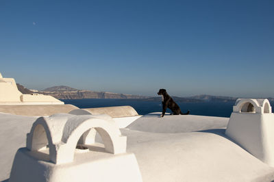 A dog sitting on the roof of a house in oia, on the island of santorini in greece observes the view.