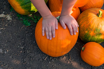 pumpkin