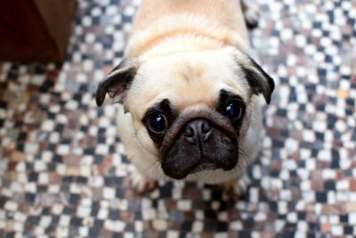 Close-up portrait of a dog