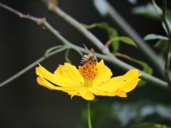 Close-up of insect on yellow flower