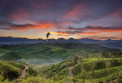 Scenic view of field against sky during sunset