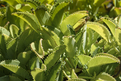 Close-up of succulent plant