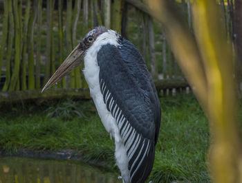 Close-up of bird perching on grass