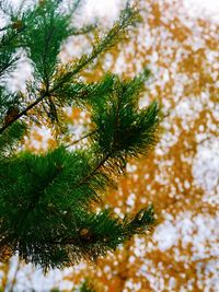 Close-up of pine tree branch