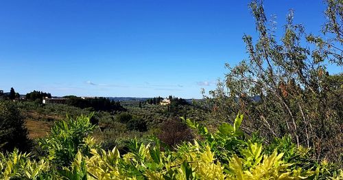 Plants and trees against clear blue sky