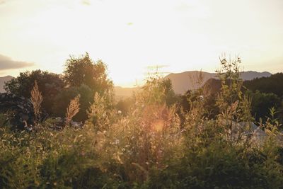 Plants and trees on field against sky during sunset