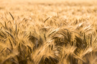 Close-up of barley growing on field