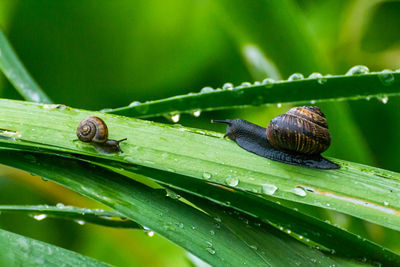 Close-up of snail on leaves