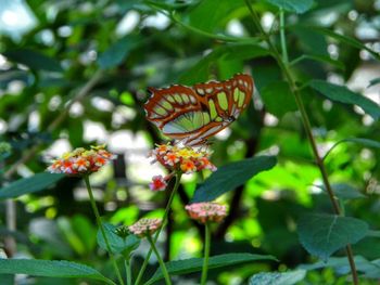 Close-up of butterfly pollinating on flower