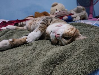 Close-up of cat sleeping