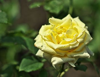 Close-up of rose flower