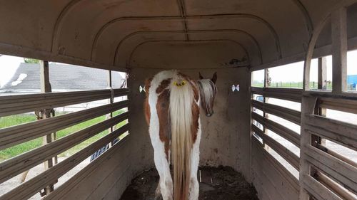Horse standing in trailer