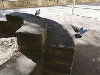 High angle view of pigeon in city