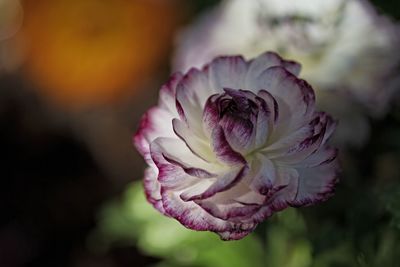 Close-up of pink rose