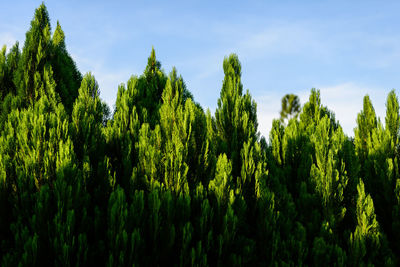 Panoramic view of trees growing in forest against sky