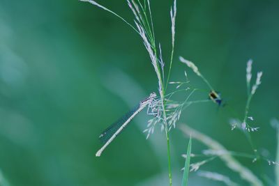 Close-up of a dragonfly 