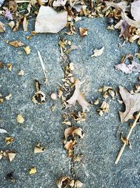 Full frame shot of leaves