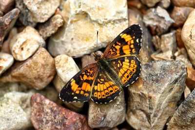 Close-up of butterfly perching on rock