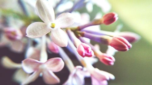 Close-up of flowers blooming on tree