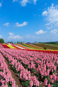 Pink flowering plants on field against sky