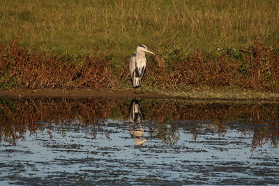 Bird perching on a lake