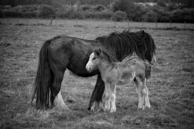 Side view of mare and foal on landscape