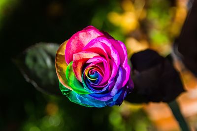 Close-up of multi colored rose