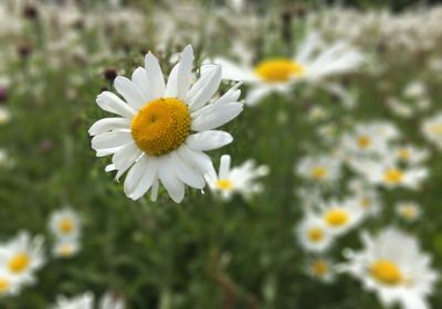 Close-up of white daisy blooming outdoors