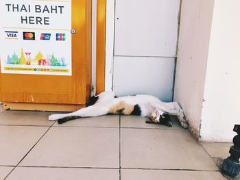 Cat lying on floor against door