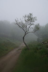 Tree on landscape against sky