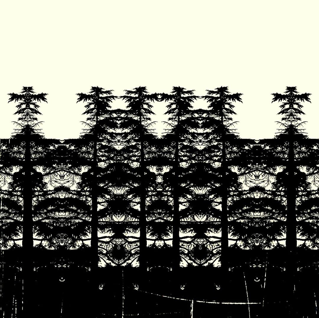 tree, no people, low angle view, silhouette, day, sky, outdoors, clear sky, close-up, nature