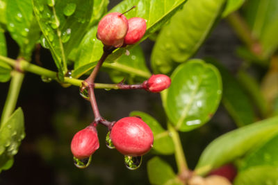 Close-up of red berries growing on tree